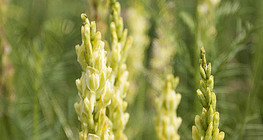 Astragalus propinquus