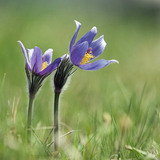 Pulsatilla grandis