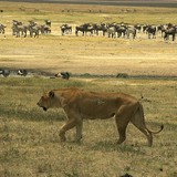 Lioness