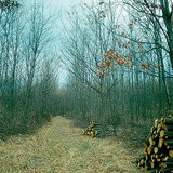 Entresacar un bosque joven