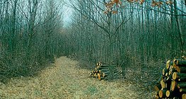 Desbaste de uma floresta jovem