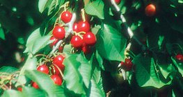 Cerejas
