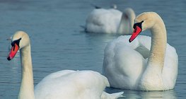 Cisnes vulgares
