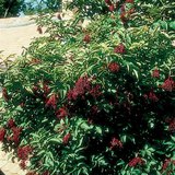 European black elder