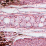Tejido cartilaginoso (del pabellón auricular del hámster)