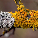 Líquen laranja comum (Xanthoria parietina)