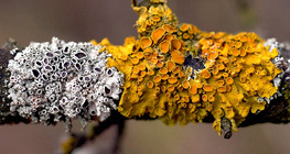 Líquen laranja comum (Xanthoria parietina)