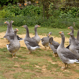 Gansos