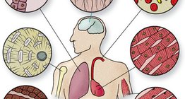 Tipos celulares de tecidos