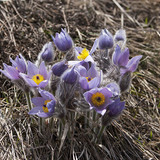 Pulsatilla grandis