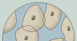 A imagem microscópica das células epiteliais da superfície da língua