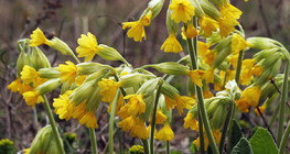 Primula veris