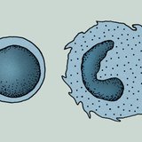 Cells of the immune system