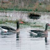 Greylag geese