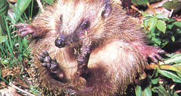 Ouriço enrolando - 1