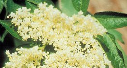 Flor del saúco negro