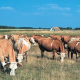 Cattle