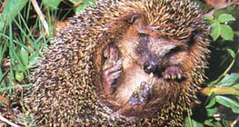 Ouriço enrolando - 2