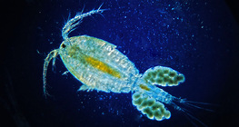 Copepoda com sacos de ovos