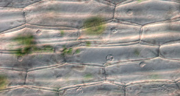 Plantar células epidérmicas