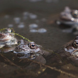 Common frogs
