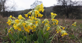 Primula veris