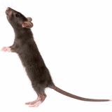 Rata