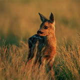 Fawn