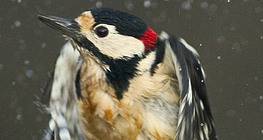 Great spotted woodpecker taking off from water
