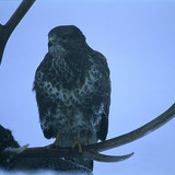 Common buzzard