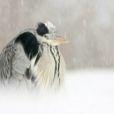 Gray heron in snow