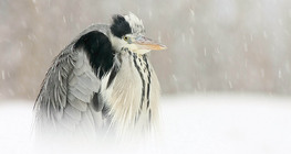 Grey heron in snow