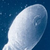 Healthy sperm