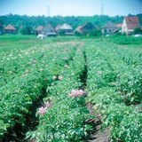 Planta de batata de florescência