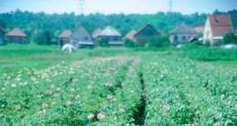 Planta de batata de florescência