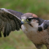 Falcão-peregrino