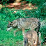 O ancestral dos cães: o lobo