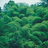 Floresta tropical
