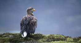 White-tailed eagle