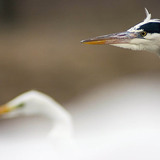 Grey heron head