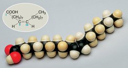 Modelo de espacio lleno de una molécula de ácido oleico