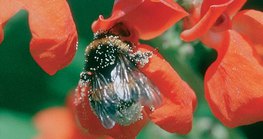 Insecto en busca de alimento