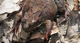Rana temporaria