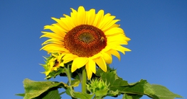 Girasol