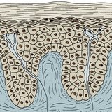 La epidermis y la dermis