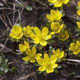 Eranthis