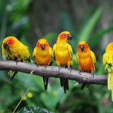 Parrots