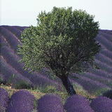 Plantação de lavandas algures na Europa