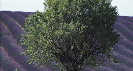 Plantación de lavanda en algún lugar en Europa