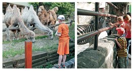 Um passeio no zoológico